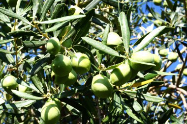 Zeytin ağacı dalında yeşil zeytin