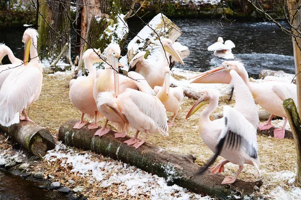Beautiful pink pelican bird on the lake