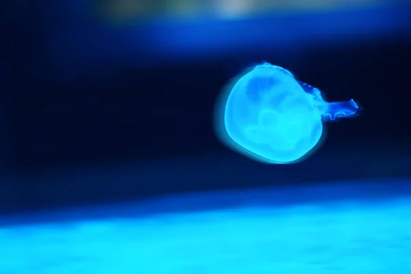 Gyönyörű Medúza Akvárium Kék Vízben Úszás — Stock Fotó