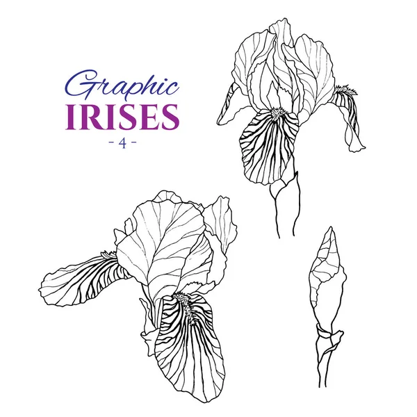 Ilustración gráfica de iris — Archivo Imágenes Vectoriales