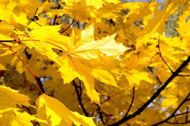 sarı akçaağaç güzel manzara yaprak