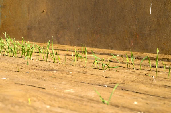 in the photo shoots of young wheat are punched through the wood flooring