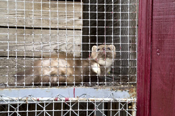 Marten en el zoológico —  Fotos de Stock