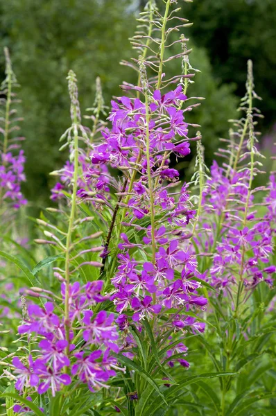 아름 다운 식물 이반-차 (바늘꽃속 angustifolium) — 스톡 사진