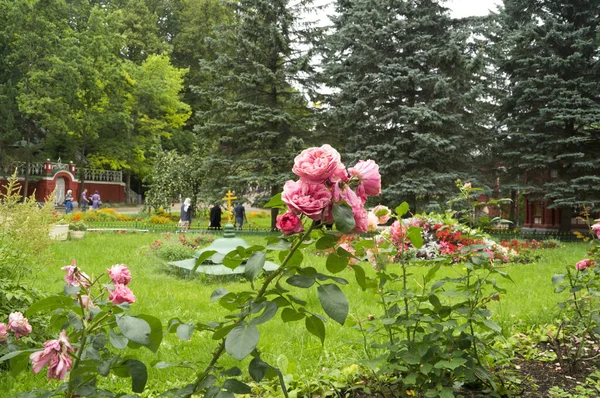 Vackra rosenbuske på en bakgrund av kyrkan — Stockfoto