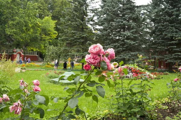 Beautiful rose bush on a background of church — Stock Photo, Image