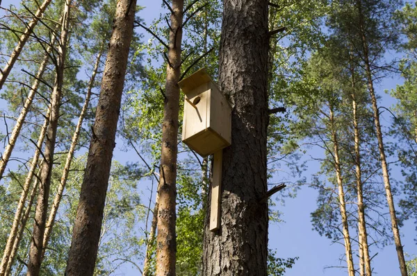 阿马特·福雷斯上的一棵松树上的鸟屋 — 图库照片