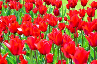 Parktaki yürüyüş yolu boyunca parlak kırmızı laleler