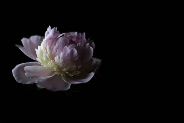 Flower on a dark background — Stock Photo, Image