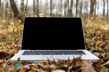 Orman içinde laptop üzerinde çalışıyor