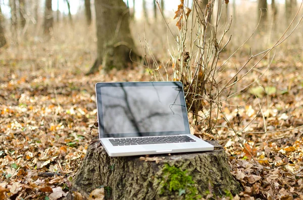 Working on laptop in forest