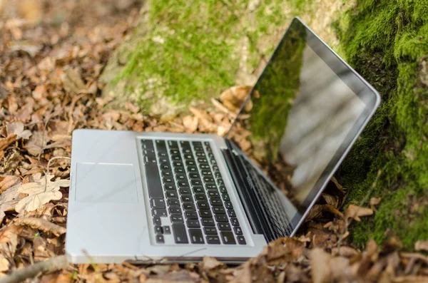 Working on laptop in forest