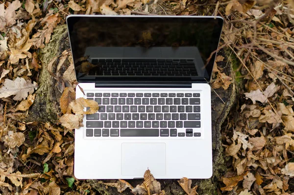 Working on laptop in forest