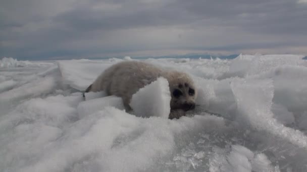 Phoque nouveau-né blanc sur la glace du lac Baïkal en Russie rampe en arrière . — Video