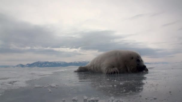 Witte pasgeboren zegel op het ijs van het Baikalmeer in Rusland kijkt rond. — Stockvideo
