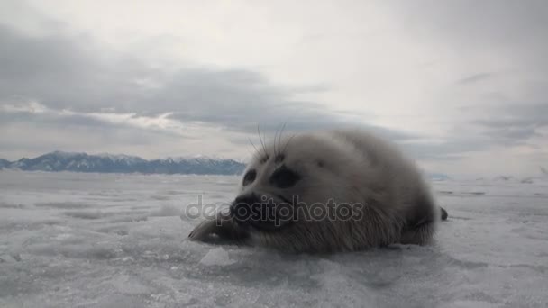 White newborn seal on ice of Lake Baikal in Russia. — Stock Video