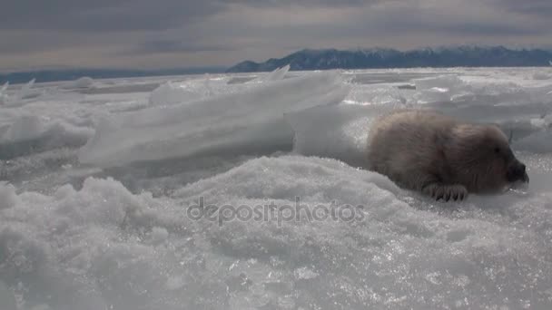 Niedliche neugeborene Baikalrobbe auf dem Eis des Sees verlor seine Mutter in Russland. — Stockvideo