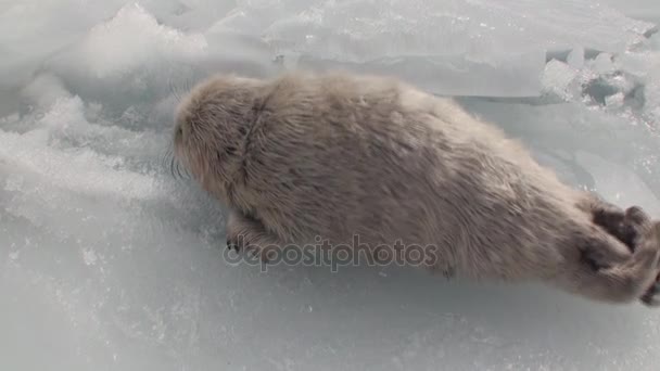 Weiße neugeborene Robbe auf dem Eis des Baikalsees in Russland. Seitenansicht. — Stockvideo