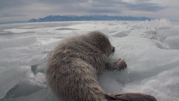 White newborn seal on the ice of Lake Baikal in Russia turned away from camera. — Stock Video