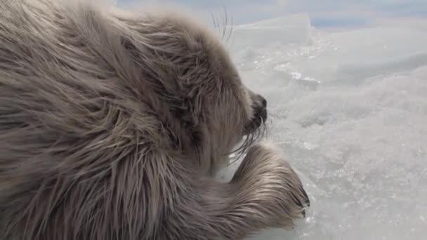White newborn seal on the ice of Lake Baikal in Russia is resting quietly. — Stock Video