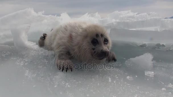 Foca blanca recién nacida en el hielo del lago Baikal en Rusia con miedo a la cámara . — Vídeos de Stock