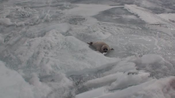 Weiße neugeborene Robbe auf dem Eis des Baikalsees in Russland. Vergrößern. — Stockvideo