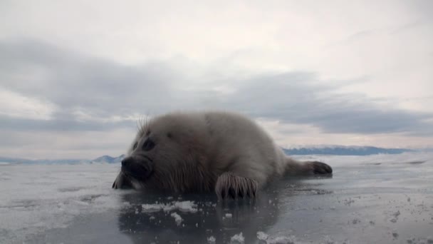 Foca blanca recién nacida en el hielo del lago Baikal en Rusia, el plan general . — Vídeos de Stock