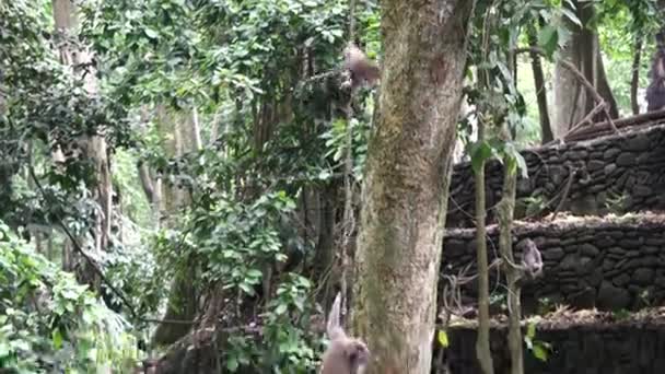 Two funny monkeys go down lianas in tropical forests of Indonesia. — Stock Video