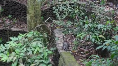 Aile yaklaşık Endonezya'nın tropikal ormanlarda ile oynarken maymun.