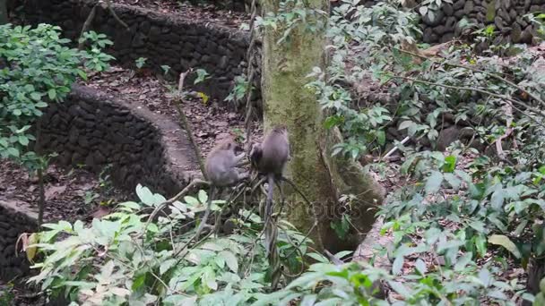 원숭이 숲 열 대 인도네시아에서 덩굴에의 가족. — 비디오