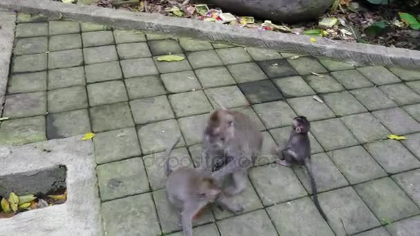 Bakım annesi Endonezya tropikal ormanda genç bir maymun. — Stok video