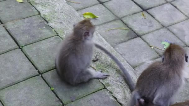 Divertida familia de monos en Indonesia . — Vídeos de Stock