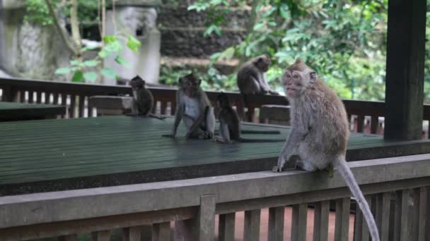 Monos jugando en el fondo de un edificio de madera en Indonesia . — Vídeos de Stock