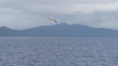 Deniz mew güzel okyanus üzerinde genel planı yatıyor.