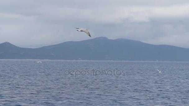 Mew θάλασσα βρίσκεται πάνω από τον ωκεανό όμορφα σε γενικές γραμμές σχέδιο. — Αρχείο Βίντεο