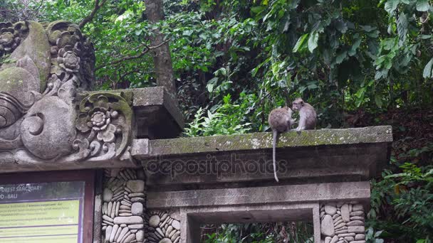 Dos monos lindos en el edificio histórico en el bosque tropical de Indonesia . — Vídeos de Stock