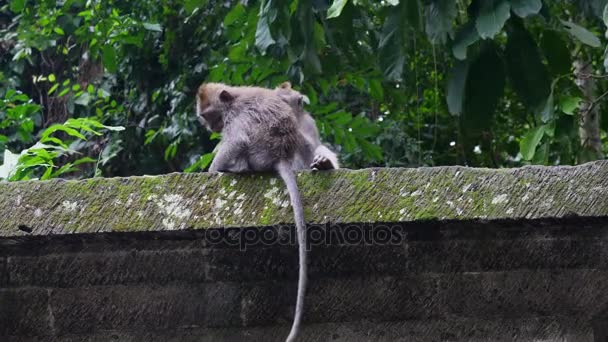 Dois macacos bonitos na floresta para pegar pulgas tropical Indonésia . — Vídeo de Stock