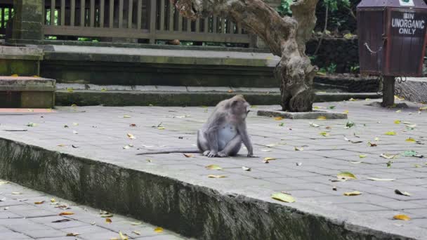 Zabawne małpa zjada trawę w tropikalnym lesie w Indonezji. — Wideo stockowe