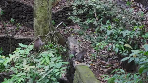 Familie van apen in het tropische bos-Indonesië. — Stockvideo