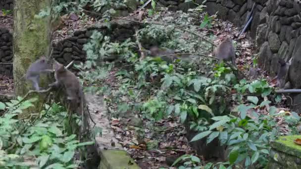 Familj av apor klättra upp lianer i tropiska skogarna i Indonesien. — Stockvideo