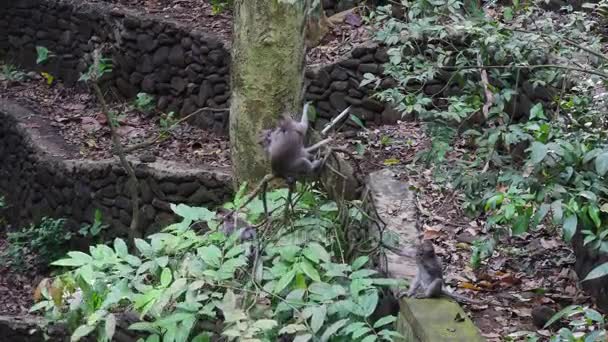 Familjspel apor på lianer i tropiska skogarna i Indonesien. — Stockvideo