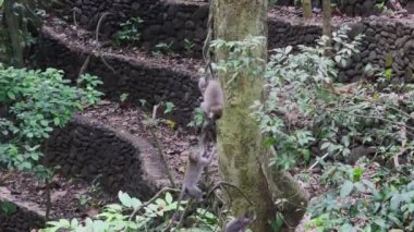 Aile maymun orman tropik Endonezya yaklaşık mücadele.