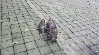 Aile Oyunları maymunlar Endonezya.