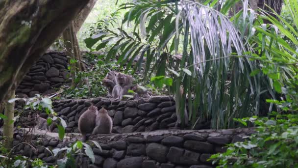 Familie van apen in het tropische bos-Indonesië. — Stockvideo