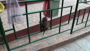 Katmandu Nepal sokaklarında çit oturan maymun.