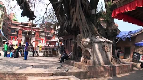 Old tree with huge roots sprouted in building on Durbar Square Kathmandu Nepal. — Stock Video