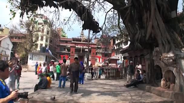 Toeristen nemen foto's oude boom met grote wortels op Durbar Square — Stockvideo