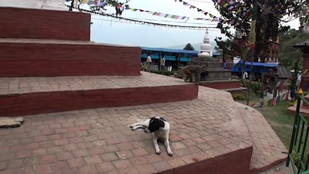 Hond en de aap op de straat van Kathmandu in Nepal. — Stockvideo