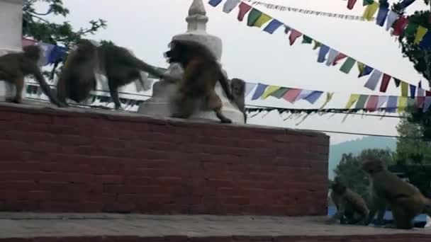 Dog runs after a the monkeys on streets of Kathmandu in Nepal. — Stock Video