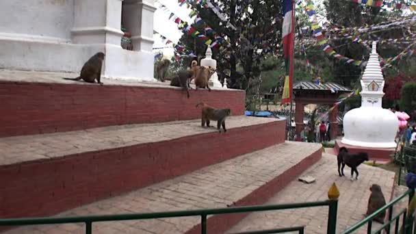 Cães e macacos caminham na rua de Kathmandu, no Nepal . — Vídeo de Stock